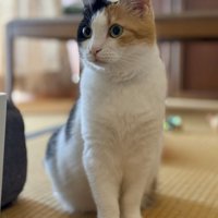 畳に座り込み斜め前を見ている三毛猫