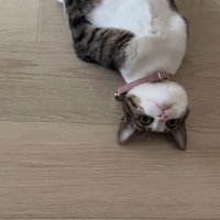 まっすぐな体勢で遠くを見つめる猫