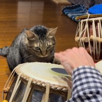飼い主がタブラに手を置こうとするとにらむ猫