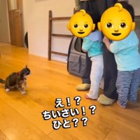 赤ちゃんを見て後ずさる子猫