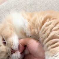 指を噛む猫