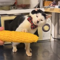 体を左に傾けながらとうもろこしに右前足を置いている猫