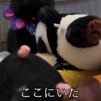 ぬいぐるみ入れに入った猫