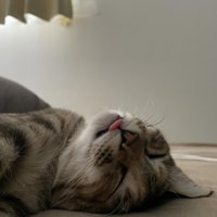 舌を出して寝る猫