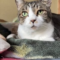 布団の上でくつろぐキジ白猫