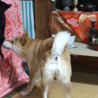 子猫のおしりに鼻を近づける犬