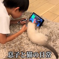 ゲーム画面を見る子どもと子猫