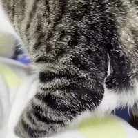 枕へ移動するおでこちゃん