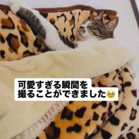 毛布の中で眠る猫