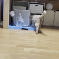 青いトレーと囲いの中に入っていく猫ちゃんのお尻