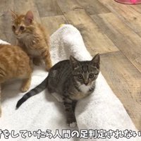 遊ぶ子猫たち