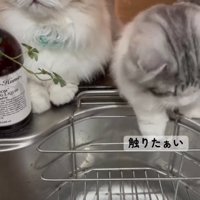下を向く猫