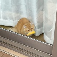 エビフライをくわえた窓辺の猫2