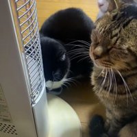 集まっている3匹の猫