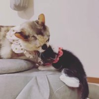 子猫を毛づくろいする猫