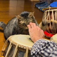 猫パンチをする猫