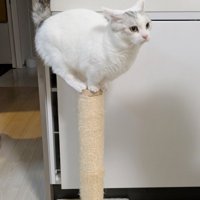 しっぽを上げて爪とぎポールのてっぺんに乗る猫の姿