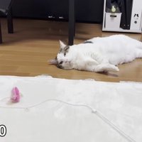 室内にいる猫