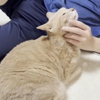 ネイビーのシャツ＋濃いネイビーのハーフパンツ姿の息子さんに顎下を撫でられる猫ちゃん