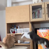 落ちるグレー白猫