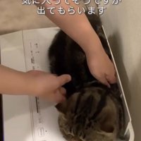 持ち上げられる猫1