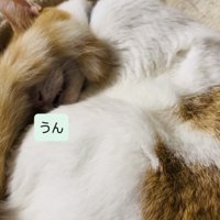 キャットタワーのベッドで寝ながらパパの呼び掛けに返事する保護猫