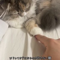 人の指を触っている猫