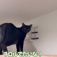 パパさんに話しかけられるチロルちゃん