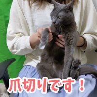 前足を持たれるグレーの猫