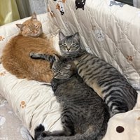 ソファに寝そべる3匹の猫