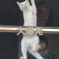 外に出ようとする猫