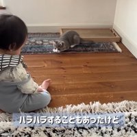 赤ちゃんと一緒に遊ぶ子猫