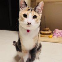 床に座る三毛猫