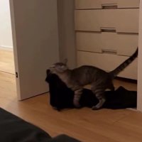 服を運ぶ猫