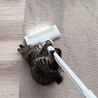 掃除機にしがみついて移動する猫
