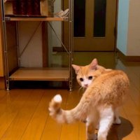 振り返る猫
