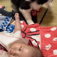 驚いて立ち上がる猫