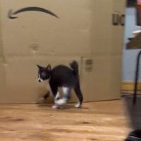 ダンスをするような子猫