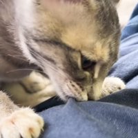 吸いつく猫