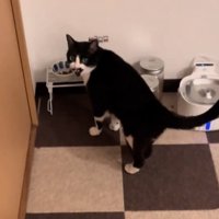 驚いた表情の猫