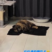 頬をTシャツにつけて横になるうにちゃん