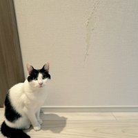 壁の前で座る猫