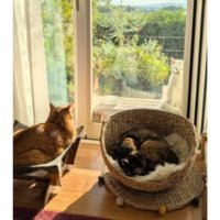 窓際にいる猫たち