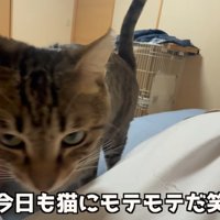 きじとらと猫