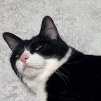 猫の顔