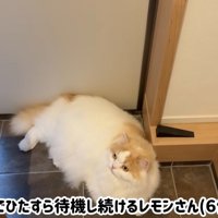 テロップ「玄関でひたすら～」