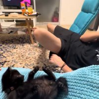 ひっくり返ったまま顔だけ起こして飼い主を見つめる子猫（ヒキ）