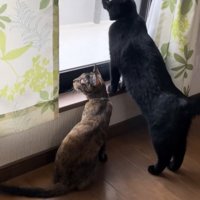 窓の外を眺めている猫の写真1
