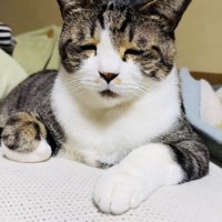 布団の上で眠いのを我慢するキジ白猫