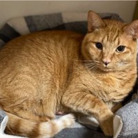 ねこベッドと猫